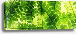 Постер Панорама с зелеными листьями