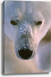 Постер Портрет полярного медведя