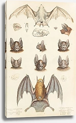 Постер Макгилливрей Уильям Bats