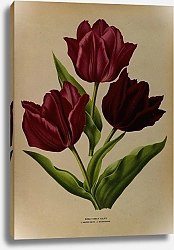 Постер Арендсен Арентина Одиночные ранние тюльпаны 1.Ван Дер Неер 2.Вауверман