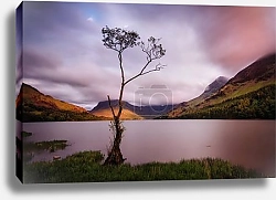 Постер Одинокое дерево на берегу озера Баттермир, Англия