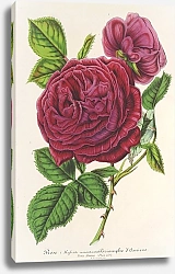 Постер Лемер Шарль Rose Triomphe d’Amiens