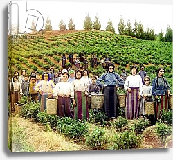 Постер A group of young Greek women and children harvesting tea, Chakva, Russian Empire, between 1905 and 1915