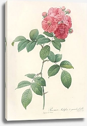 Постер Редюти Пьер Rosa Multiflora Platyphylla