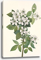 Постер Уолкотт Мари Высокорослая ежевика. Rubus argutus