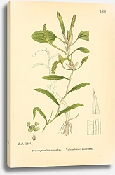Постер English Botany №226