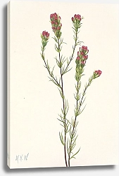Постер Уолкотт Мари Owl-clover. Orthocarpus tenuifolius
