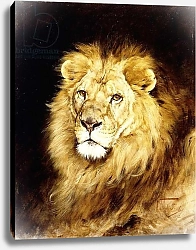 Постер The Head of a Lion,