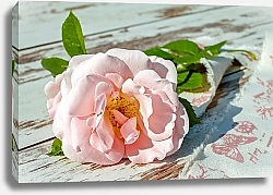 Постер Душистый розовый цветок