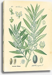 Постер Oleaceae, Olea europaea
