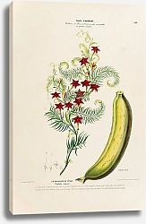 Постер Флора Америки, нарисованная с натуры на площади пл. 169