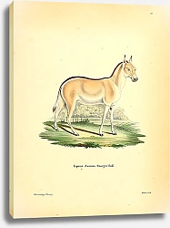 Постер Дикий осёл Equus Asinus Onager Pall