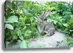 Постер Зайчик на бревне на фоне зеленой травы