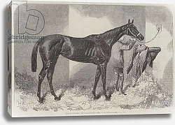 Постер Brown Duchess, Winner of the Oaks