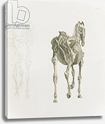 Постер Стаббс Джордж Tab. XV, from 'The Anatomy of the Horse...', 1766