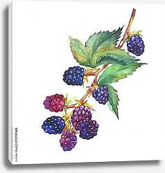 Постер Веточка ежевики с ягодами и цветами 5