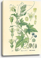 Постер Cucurbitaceae, Bryonia alba