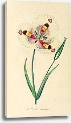 Постер Calochortus venustus