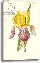 Постер Хулм Фредерик (бот) Iris 2