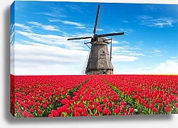 Постер Голландия. Поля тюльпанов с мельницами №4