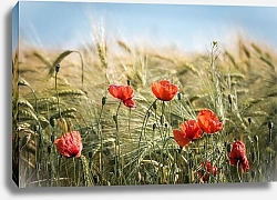 Постер Красные маки в пшеничном поле