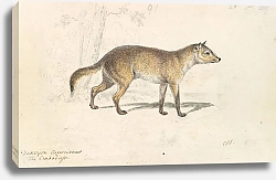 Постер Смит Чарльз Гамильтон Лисица-крабодаго Агуара