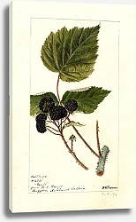 Постер Пассмор Дебора Ежевика: Голт