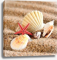Постер Ракушки 7