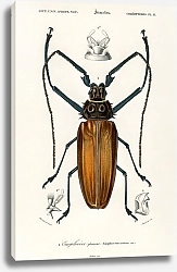 Постер Enoplocerus Armillatus  1