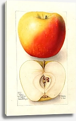 Постер Пассмор Дебора Малус домашний: Банан