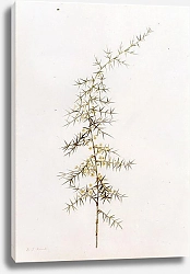 Постер Редюти Пьер Asparagus horridus