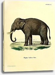 Постер Индийский слон 1