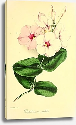 Постер Dipladenia nobilis