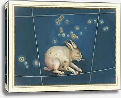 Постер Байер Иоганн Lepus