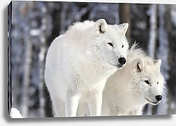 Постер Два белых волка в снежном лесу