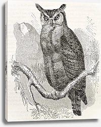 Постер Great Horned-owl  (Bubo virginianus). Created by Kretschmer and Jahrmargt, published on Merveilles d