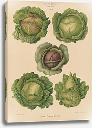 Постер Бенари Эрнст Cabbages