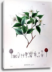 Постер Флора Японии №15