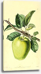 Постер Сахароголовое яблоко