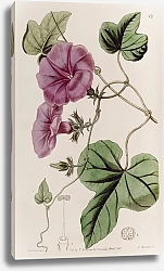 Постер Эдвардс Сиденем Fig-leaved Ipomaea