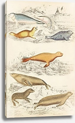 Постер Макгилливрей Уильям Seals