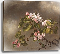 Постер Хид Мартин Джонсон Hummingbird and Apple Blossoms