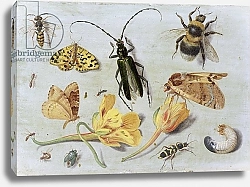 Постер Кессель Ян Insects 2