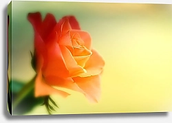 Постер Оранжевая роза на желтом фоне
