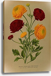 Постер Арендсен Арентина Африканский ранункулюс. Ранункулюс в двойном тюрбане