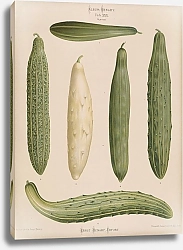 Постер Бенари Эрнст Огурцы в рамке
