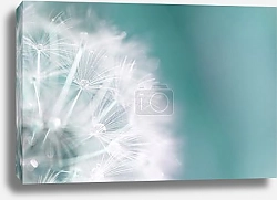 Постер Пушистый одуванчик