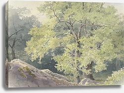 Постер Моргенштерн Фридрих В лесу близ Фалькенштейна