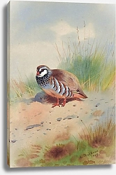 Постер Торнбурн Арчибальд (Бриджман) Red-Legged Partridge