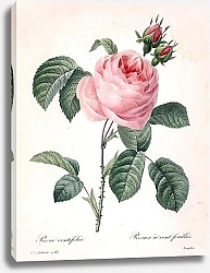 Постер Роза столистная